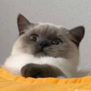 651257822765's Avatar
