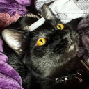 Discord Avatar
