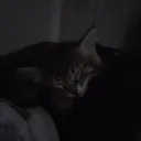 xshvb