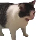 kaylakittey