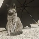 sirbaddoggo