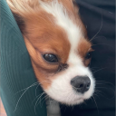 morokar.#3649's avatar