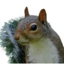roxboulder