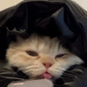 Discord Avatar