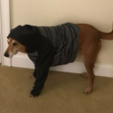 avatar TheSpeedyCoin