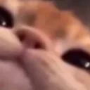 ray_the_cat