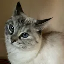 @storcale's Discord avatar