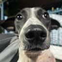 avatar หนูหิ่น