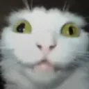 qschnitzel