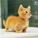 avatar 𝒦𝒶𝒢𝑒𝓈𝓈𝐻