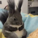 hajimelovesgabbie