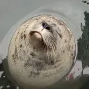 kuburairxd
