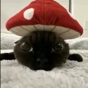 velz_123