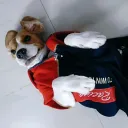pizzadwag