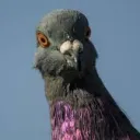 nikolakhszz avatar