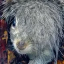 sciuridae911