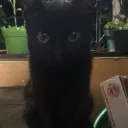 estuardoochoa1940 avatar