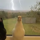 chicke.n