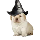 .crayon_