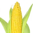 corn.__