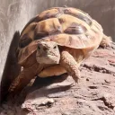 fishy_on_toilet avatar