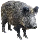 bigkaban4ik