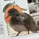 davj0d