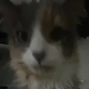notsbyser