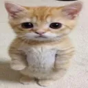 theofrxst