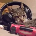 the1stgamercat