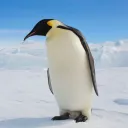 _penguin_77