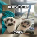 Аватар toshiko1024