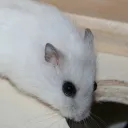 pepype avatar