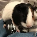 alastoast