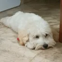 chucho.1