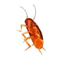 Roach