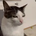 guillesito1270 avatar