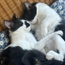 avatar celestinalina