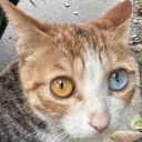 avatar 𝔐𝔦𝔠𝔥𝔞𝔢𝔩