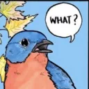 bookbird