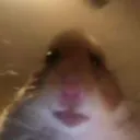 αуυѕн_ωιтнσυт_м avatar