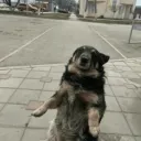 nicopatty