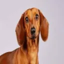 lurkuz