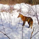 banjackal