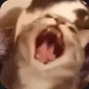 lourdfox