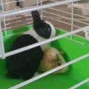 .thefunnygamer