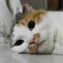 luna_nova