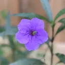 kailabytes