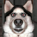 avatar иыоиыыои