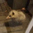 phyphypewpew